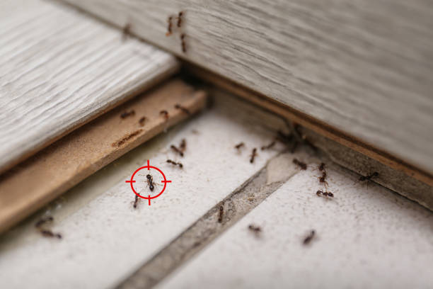 Best Flea Control Services  in New Brockton, AL