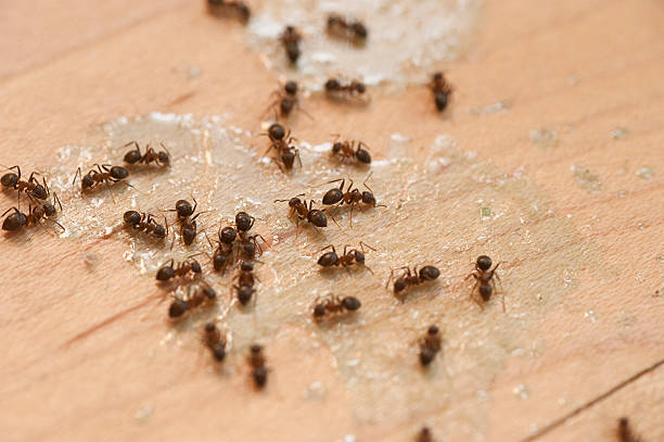 Wildlife Control Services in New Brockton, AL